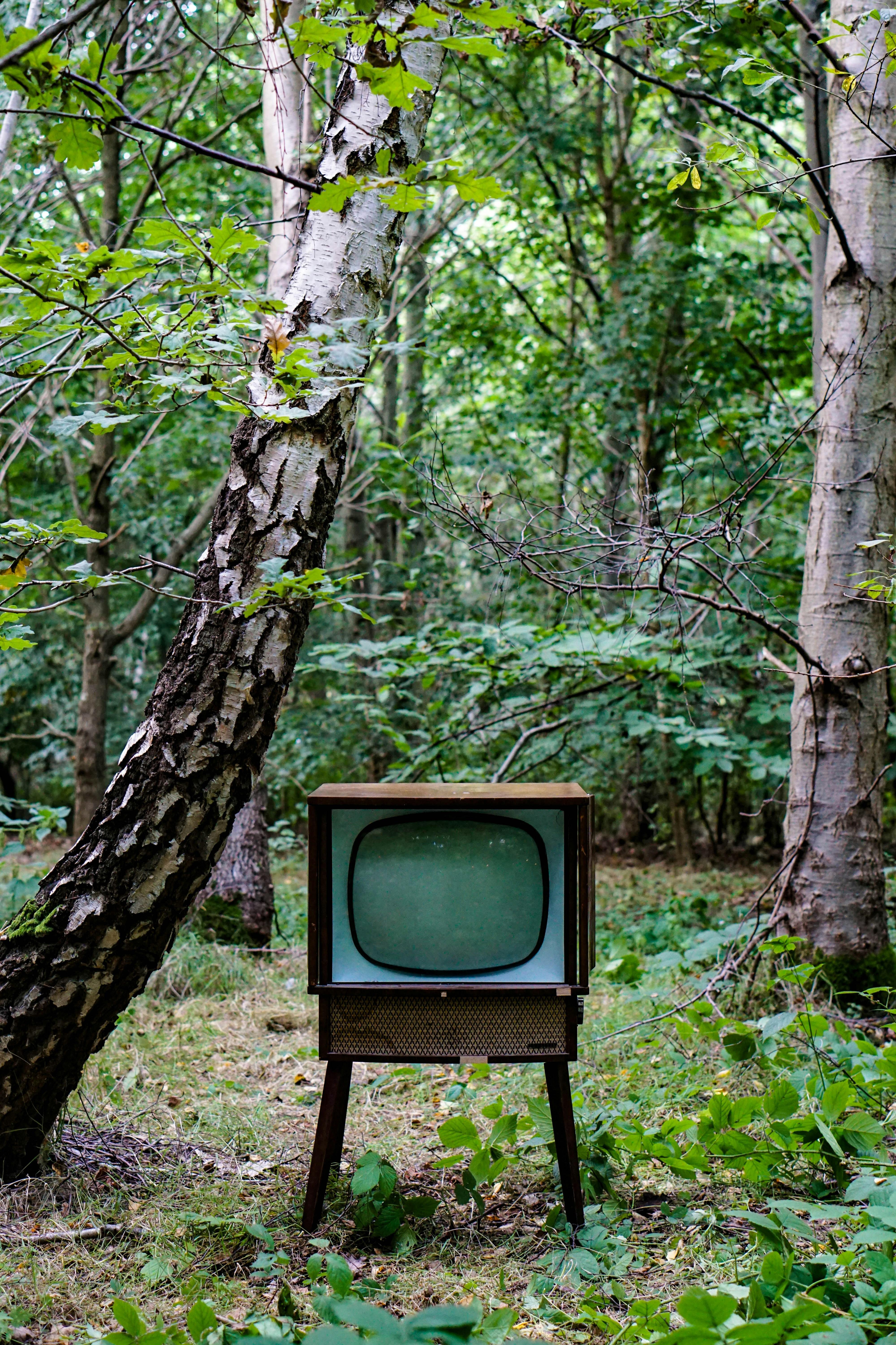 Reality‌ TV as a Mirror: Examining Societal Values ​and‍ Norms