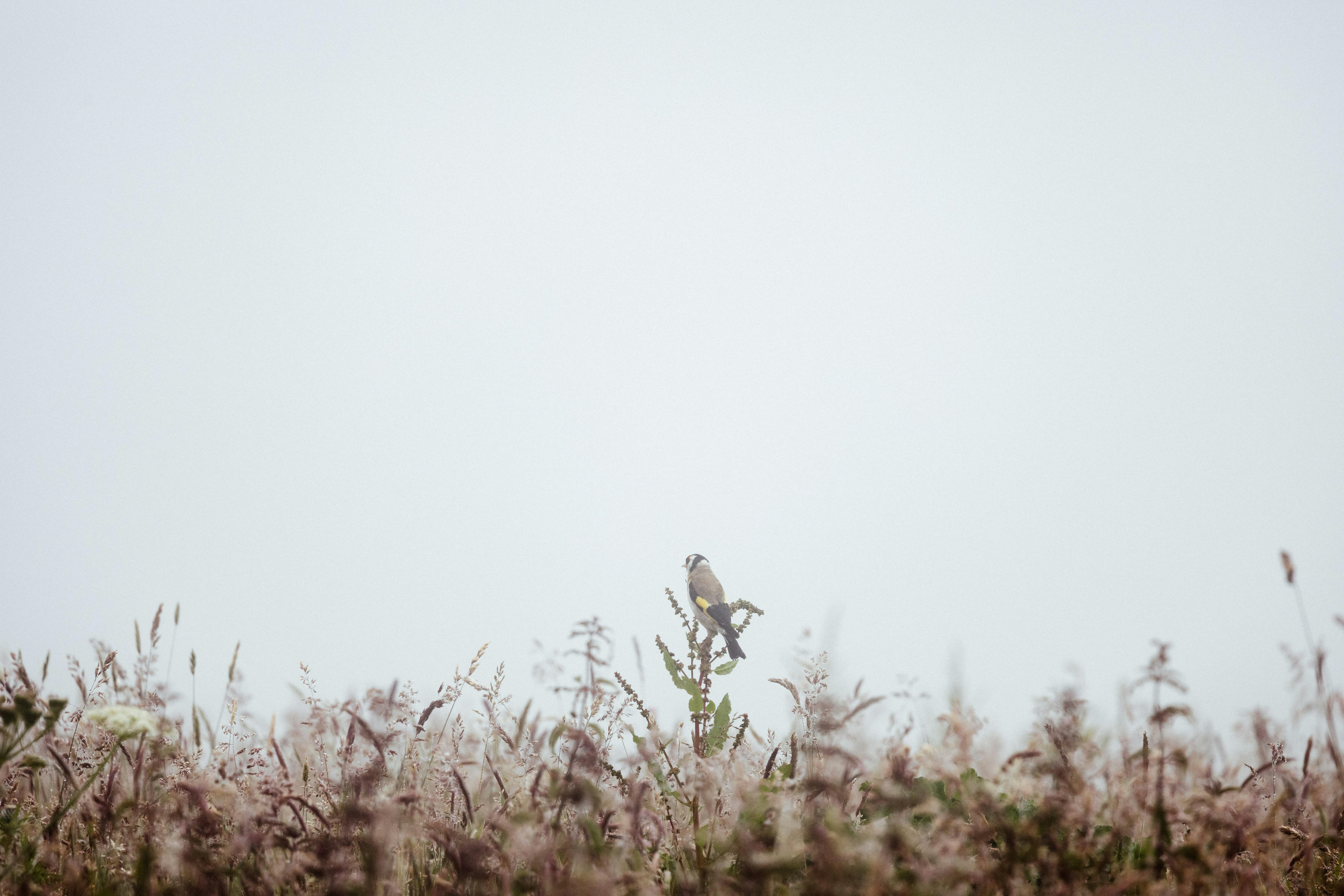 Analyzing the Protagonists Journey Through Loss and Artistic Expression