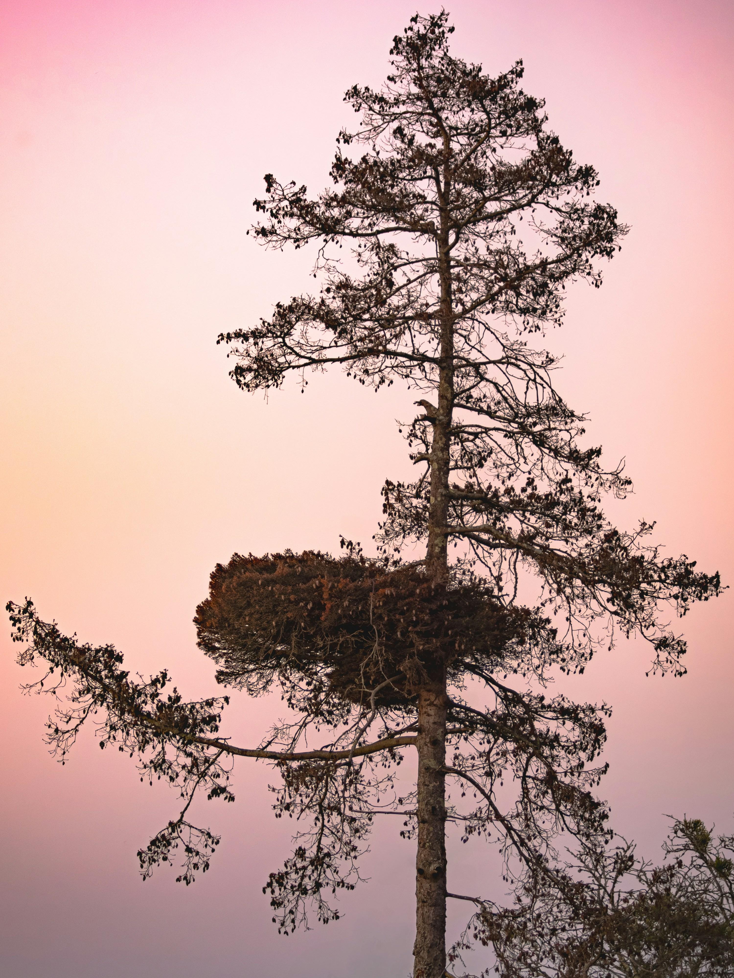 Impact​ on Global Cinema and Industry Recognition