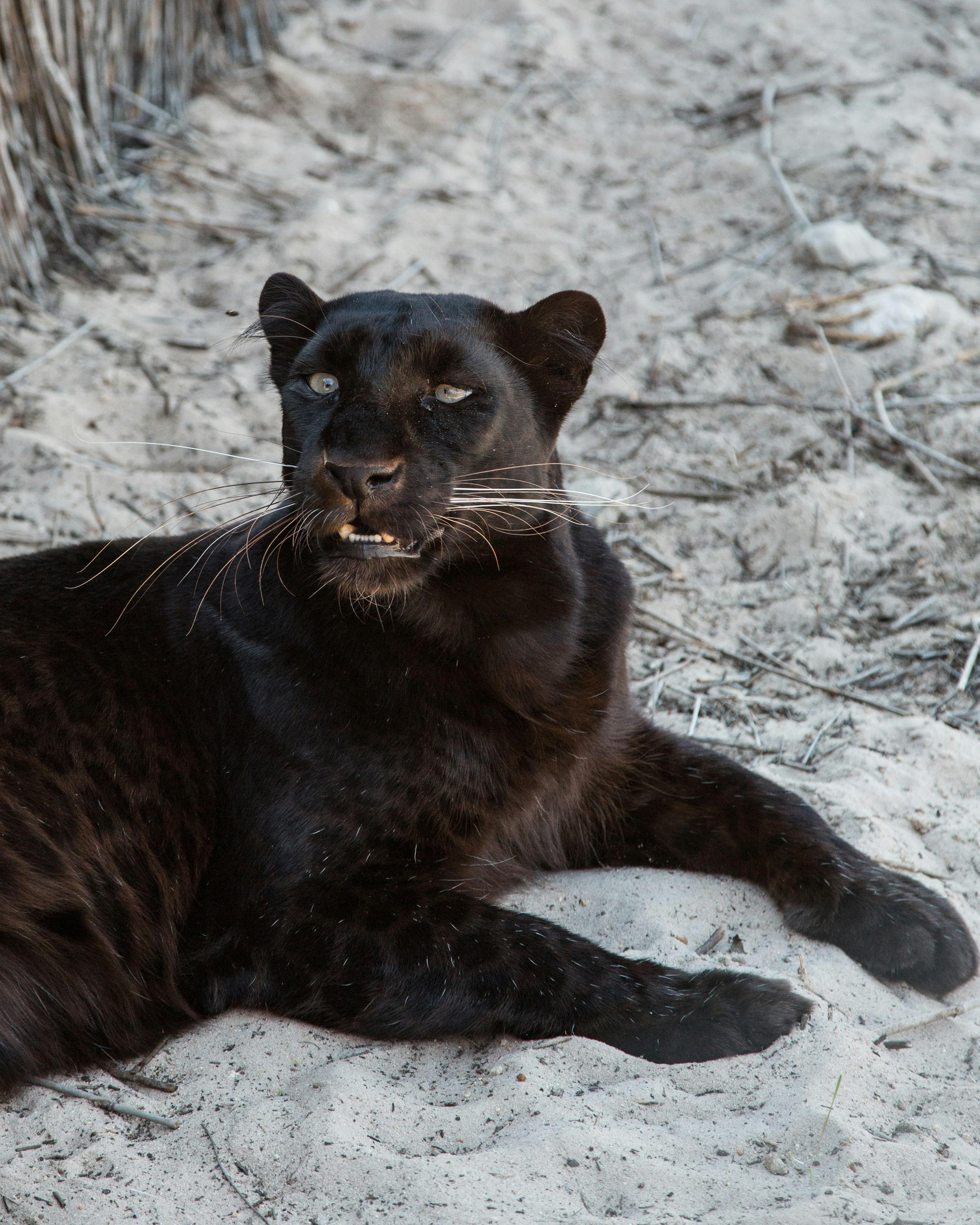 Examining the Cultural Context of Black Panther