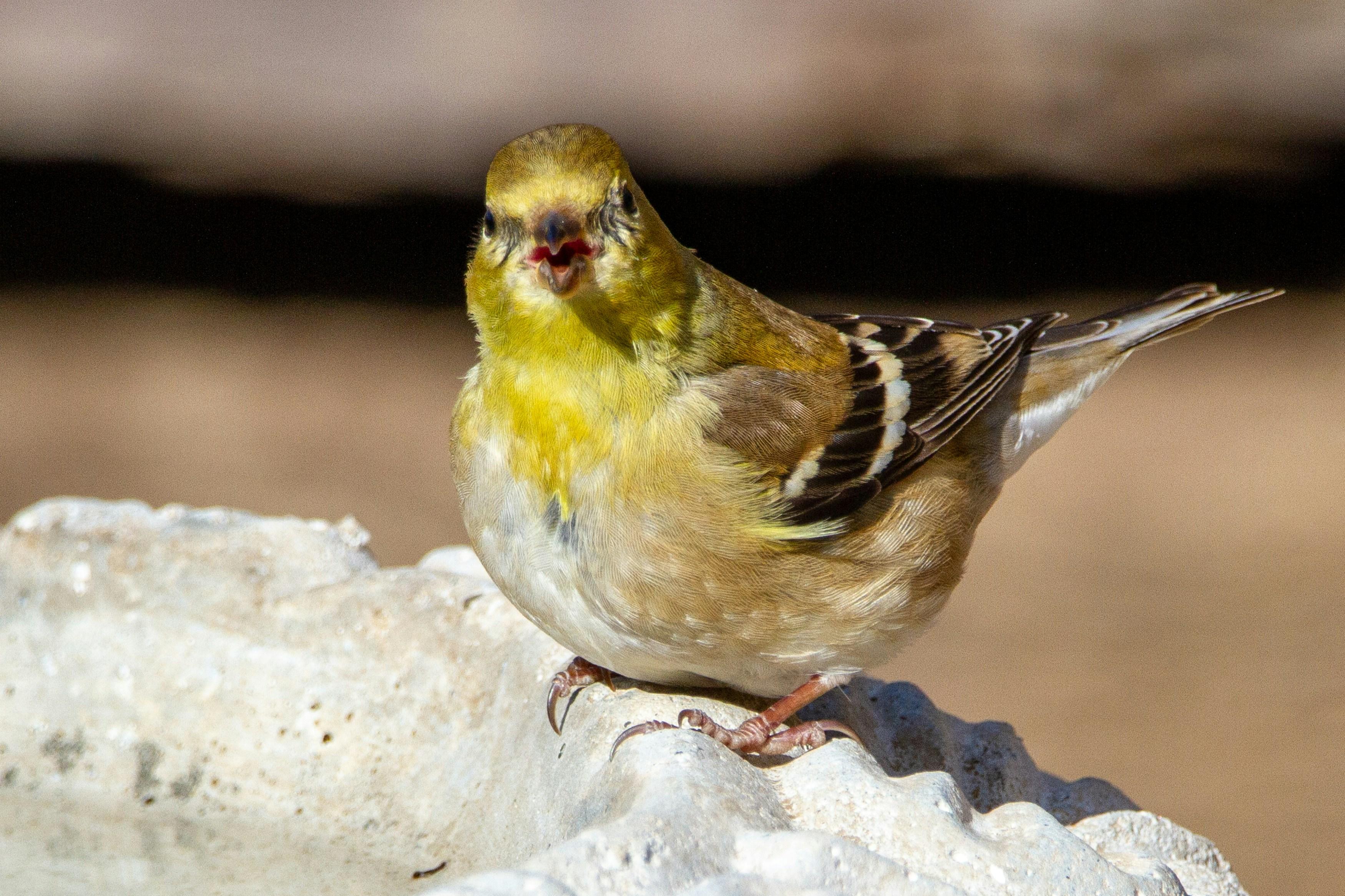 The Role of Art in Healing and Transformation within The Goldfinch